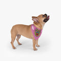 Pet Bandana - Pink